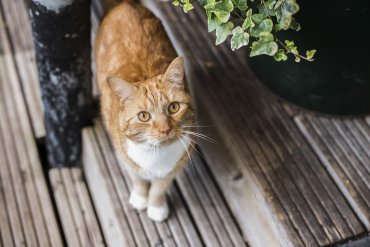 amici ginger cat - Daniel Cobb - Locally grown