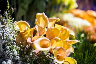 Igloo Flowers Yellow - Daniel Cobb - Locally grown