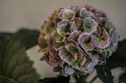 windmill flowers cabbage plant - Daniel Cobb - Locally grown