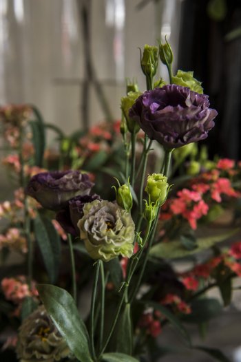 windmill flowers purple - Daniel Cobb - Locally grown