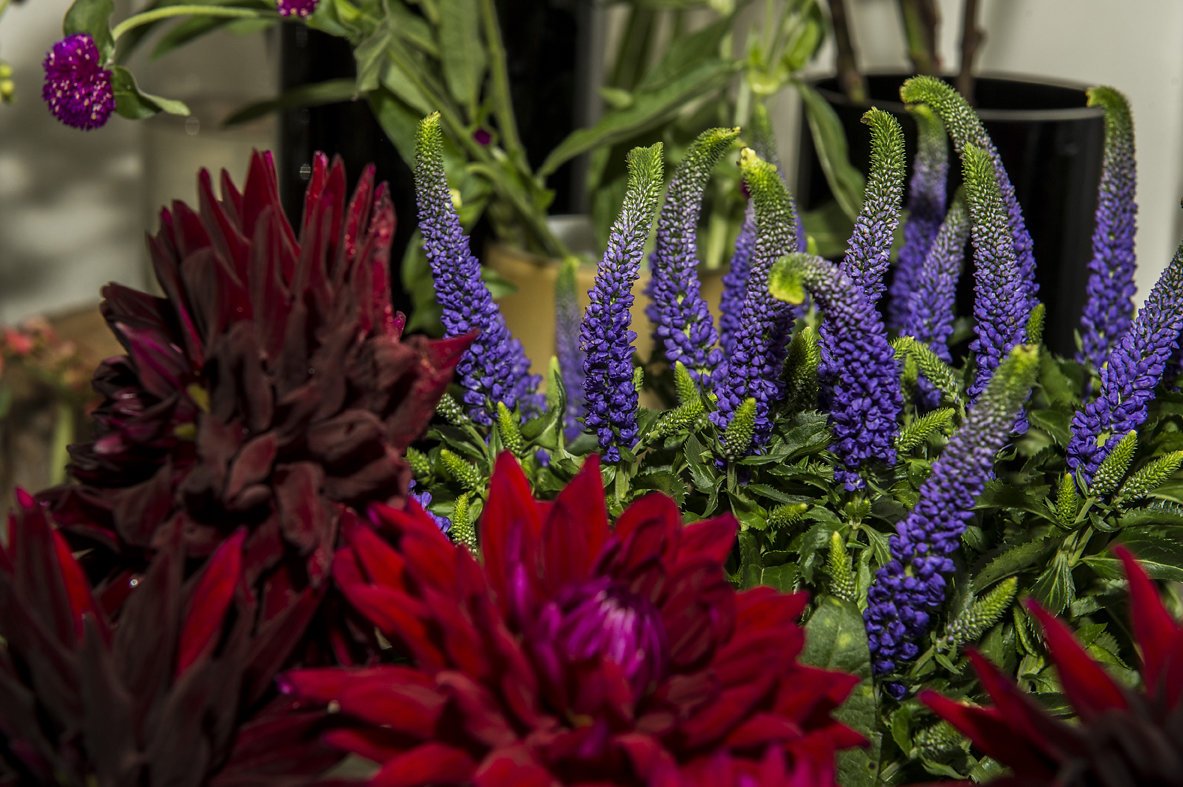 windmill flowers red purple - Daniel Cobb - Locally grown